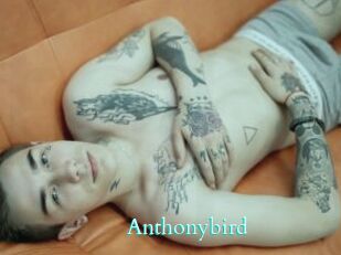 Anthonybird