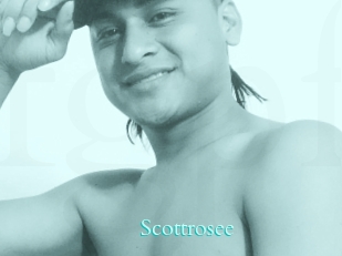 Scottrosee