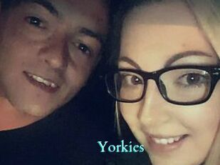 Yorkies